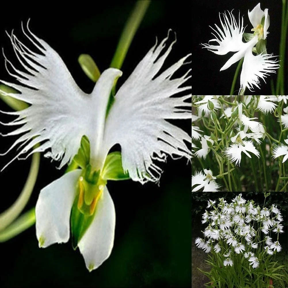 White Egret Orchid – Garden Flower Seeds