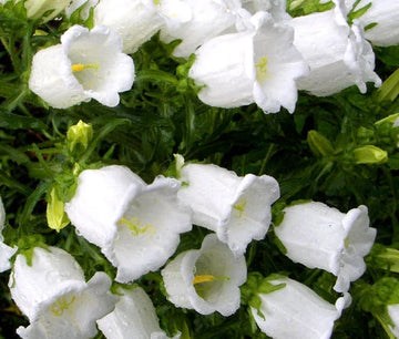 Canterbury Bells Campanula Medium – White Garden Flower Seeds