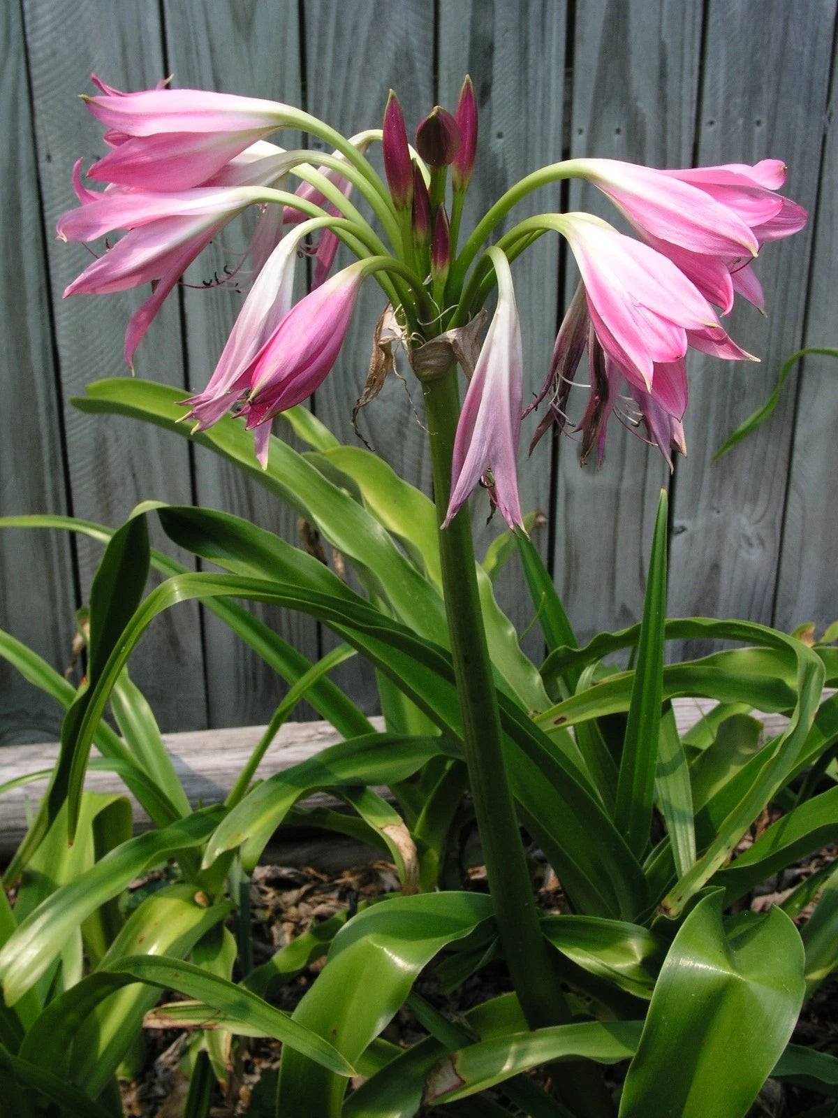 Crinum Lily Walter Flory – Fragrant Garden Flower Bulbs