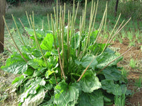 Greater Broadleaf Plantain Plantago Major Perennial Herb Seeds