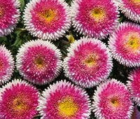 Aster Pompon Hinomaru Callistephus Chinensis – Dwarf Garden Flower Seeds