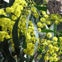 Acacia Confusa Formosa Wattle Southeast Asia Tree - Garden Flower