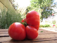 Skorpion Tomato – Heirloom Vegetable Garden Seeds
