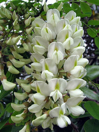 Robinia Pseudoacacia – Fragrant Black Locust Tree Seeds