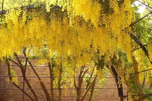 Laburnum Anagyroides – Golden Chain Flowering Tree Seeds