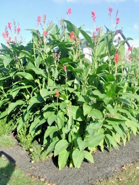 Red Flowered Green Leaved Canna – Perennial Flower Seeds