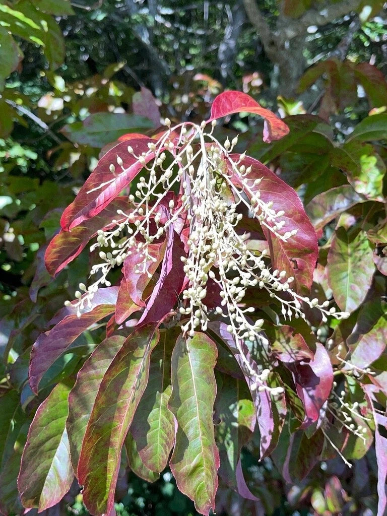 Lily of the Valley Sourwood Oxydendrum Arboreum – Ornamental Tree Seeds