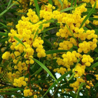 Acacia Baileyana Seeds – Garden Fruit Seeds for Planting