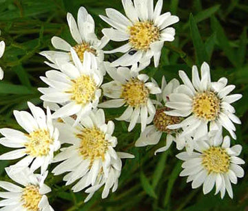 Aster White Upland Aster Ptarmicoides – Perennial Garden Flower Seeds
