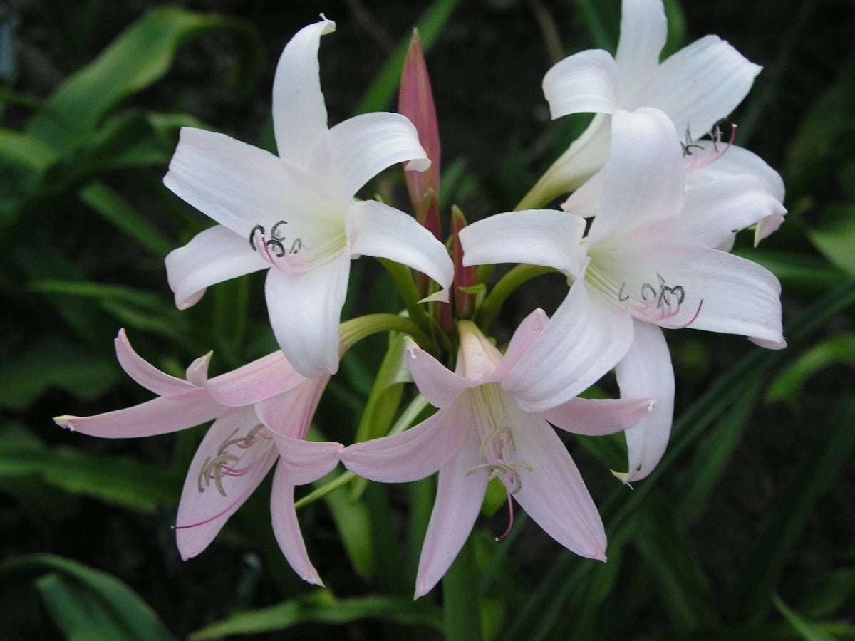 Crinum Lily Heartbreaker – Garden Flower Seeds for Planting