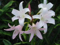 Crinum Lily Heartbreaker – Garden Flower Seeds for Planting