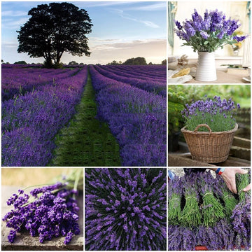 True English Lavender Fragrant Perennial Garden Flower Seeds