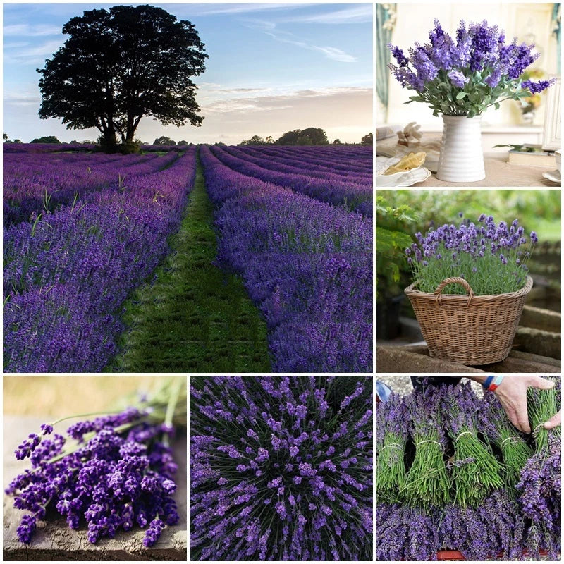 True English Lavender Fragrant Perennial Garden Flower Seeds