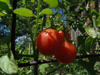 Myrium Cherry Tomato – Heirloom Vegetable Garden Seeds