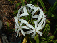 Crinum Lily Erubescens – Garden Flower Seeds