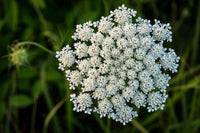Queen Annes Lace Seeds for Planting Seeds Flower Seeds for your garden
