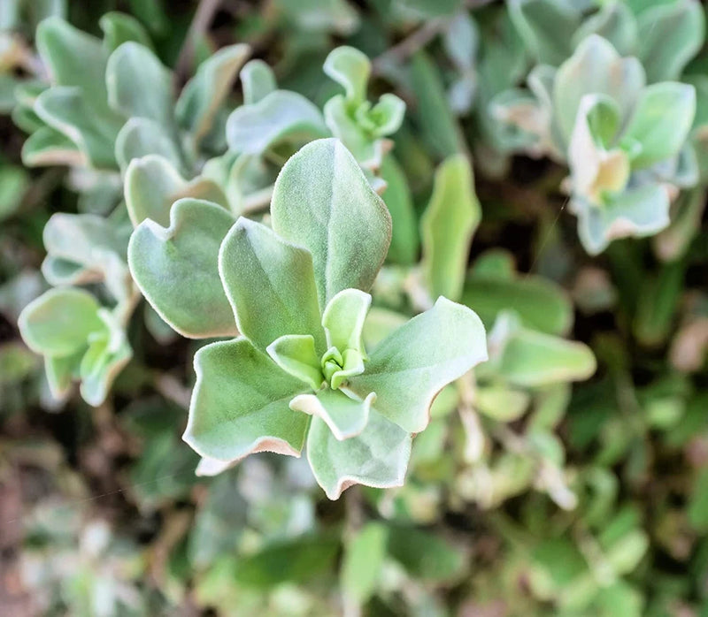 Silver Saltbush Seeds for Planting Great Landscape Bush Made in USA