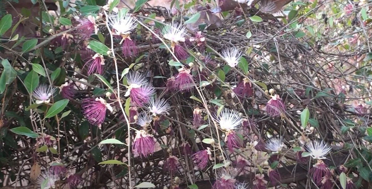 Capparis Zeylanica Seeds Edible Indian Ceylon Caper Climbing Shrub – Climbing Flower Seeds