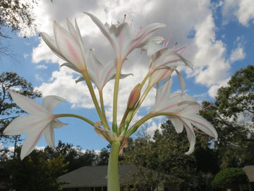 Crinum Lily John S Bid Large Blooming-Size Bulb New Super Rare