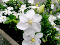 Wild Gardenia Thunbergia Fragrant Shrub Tree Seeds
