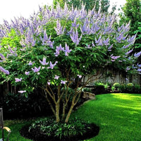 Lilac Chaste Tree Vitex Agnus Castus – Fragrant Flower Seeds