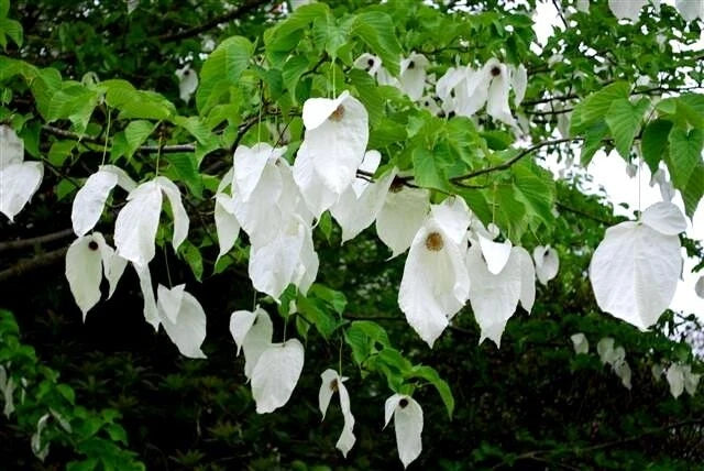 Davidia Involucrata – Hardy Dove Handkerchief Tree Seeds