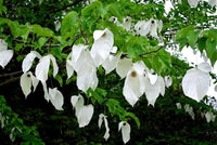 Davidia Involucrata – Hardy Dove Handkerchief Tree Seeds