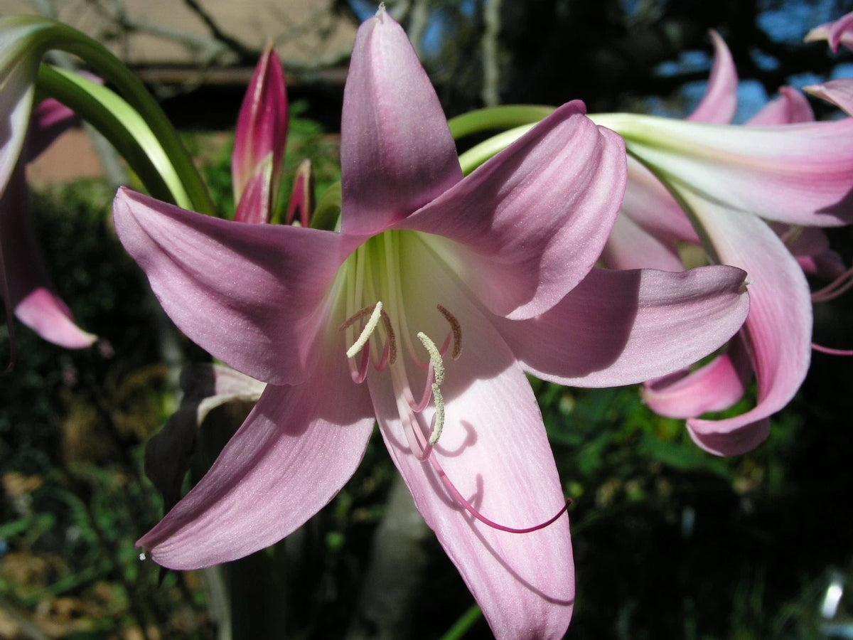 Crinum Lily Cecil Houdyshel Small-size Bulb - Flower Seeds