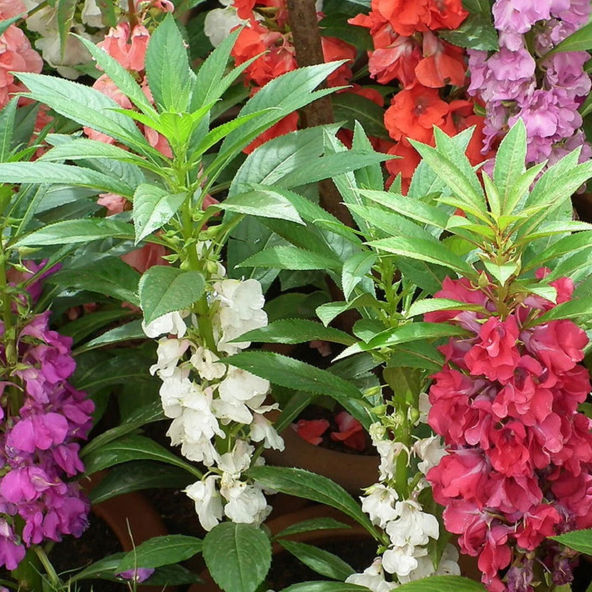 Garden Balsam Impatiens Balsamina Annual Flower Seeds