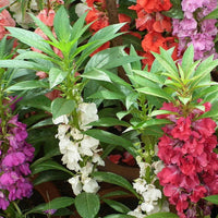 Garden Balsam Impatiens Balsamina Annual Flower Seeds