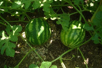 Watermelon Crimson Sweet – Garden Fruit Seeds
