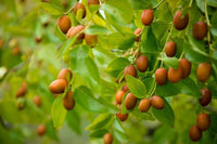 Chinese Date Tree Seeds