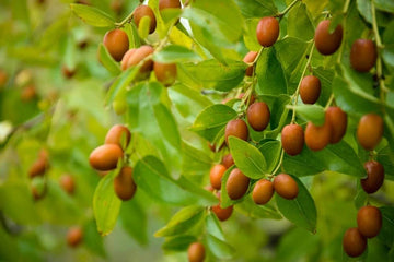 Chinese Date Tree Seeds
