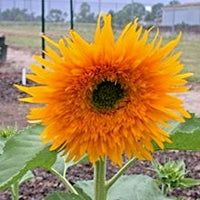 Sunfill Double Quick Orange Sunflower Helianthus Annuus – Colorful Garden Flower Seeds
