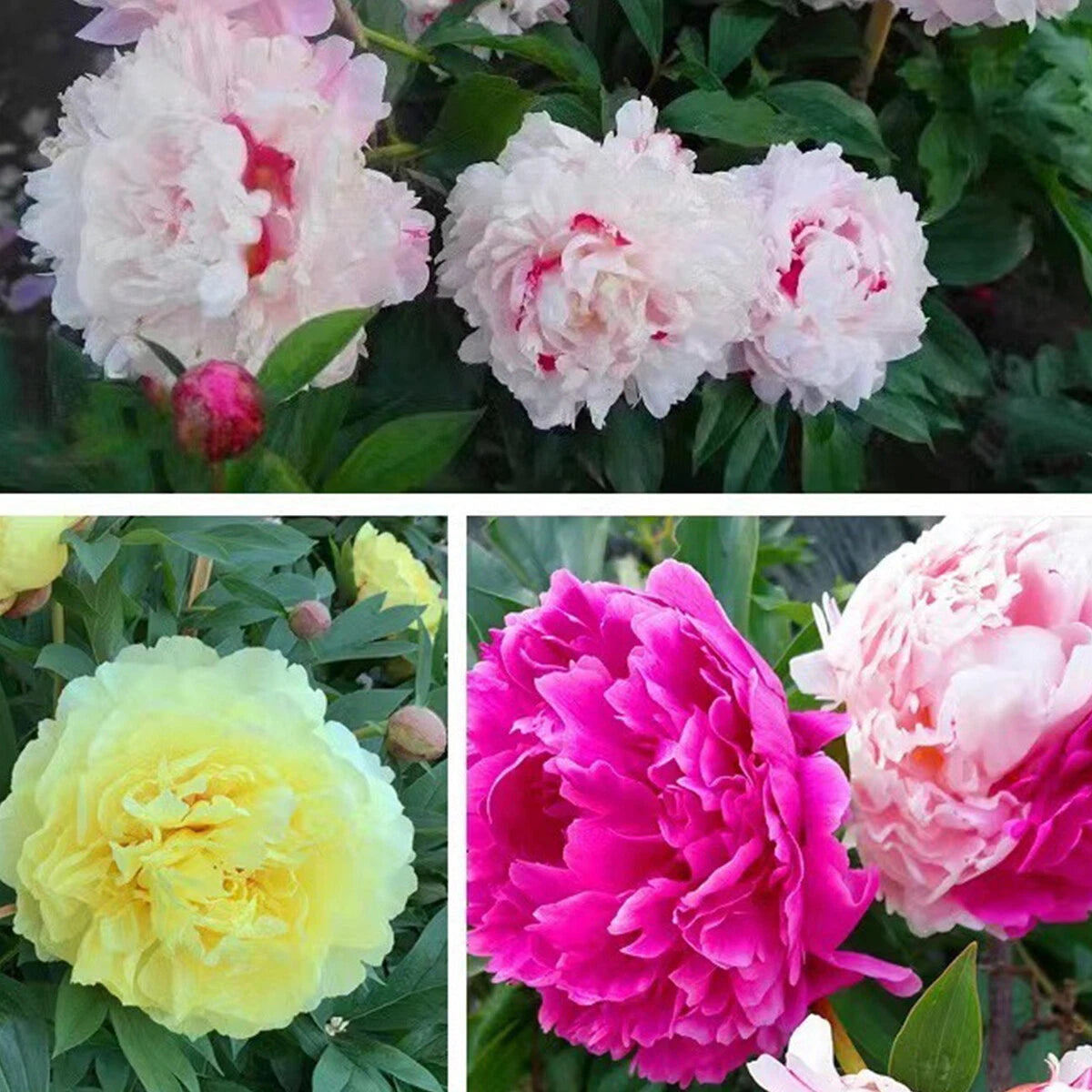 Chinese Peony Paeonia Lactiflora – Four Season Garden Flower Seeds