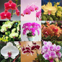 Heirloom Phalaenopsis Moth Orchid Perennial Bonsai Garden Flower Seeds - Flower Seeds