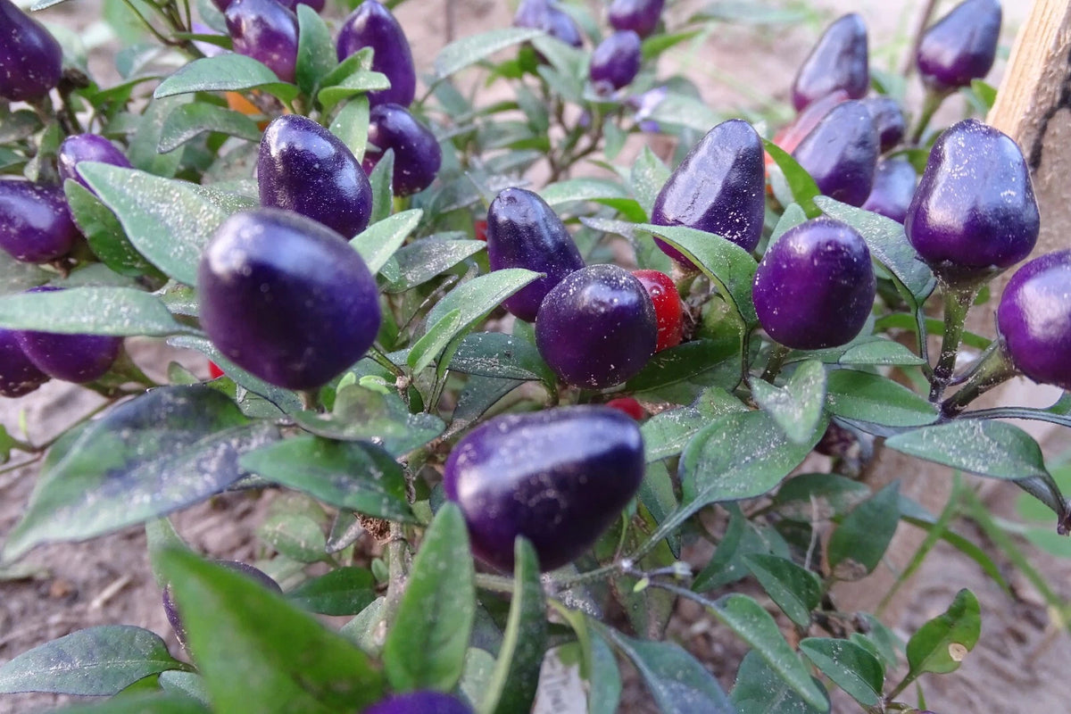 Filius Blue Pepper – Ornamental Garden Flowering Seeds