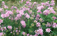 Crown Vetch Coronilla Varia Hardy Ground Cover Flower Seeds