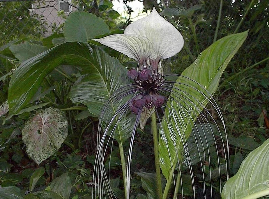 Tacca Nivea White – Bat Flower Exotic Garden Seeds