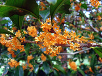 Osmanthus Fragrans Orange – Fragrant Sweet Olive Tree Seeds