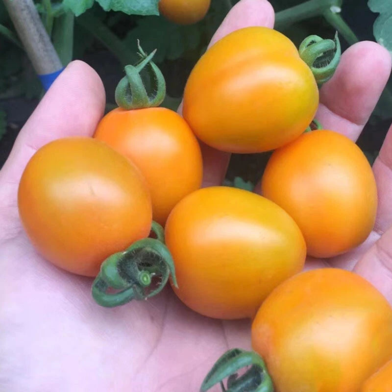 Yellow Pear Tomato – Heirloom Vegetable Seeds