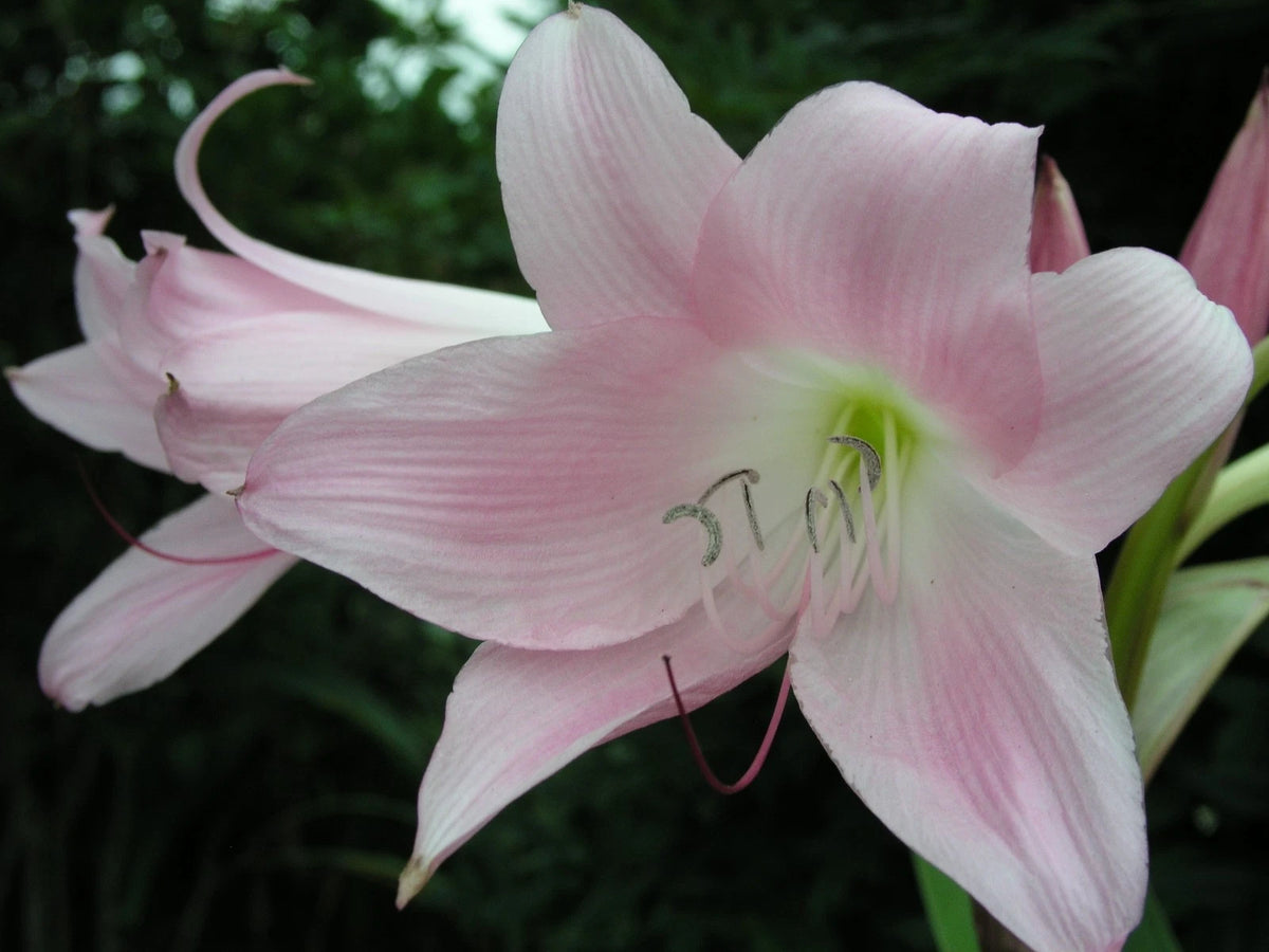 Crinum Lily Acclaimed – Garden Flower Seeds for Planting