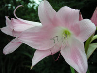 Crinum Lily Acclaimed – Garden Flower Seeds for Planting