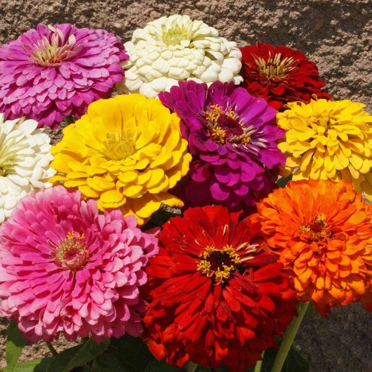 Dahlia Flowered Mixed Zinnia – Colorful Wildflower Seeds