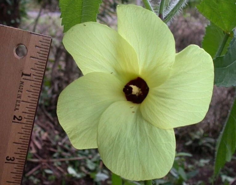 Abelmoschus Moschatus – Fragrant Musk Mallow Hibiscus Seeds