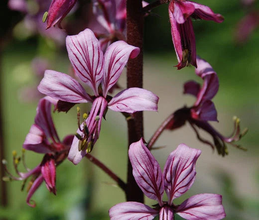 Burning Bush Dictamnus Fraxinella – Ornamental Shrub Seeds