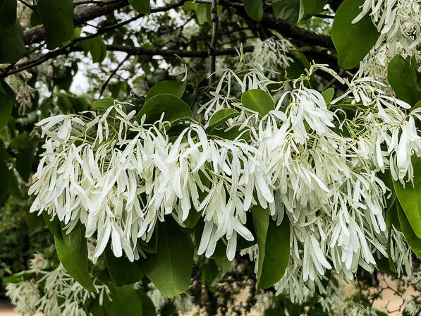 Chinese Fringe Tree Chionanthus Retusus Flowering Ornamental Tree Seeds