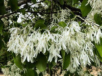 Chinese Fringe Tree Chionanthus Retusus Flowering Ornamental Tree Seeds