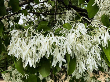 Chinese Fringe Tree Chionanthus Retusus Flowering Ornamental Tree Seeds