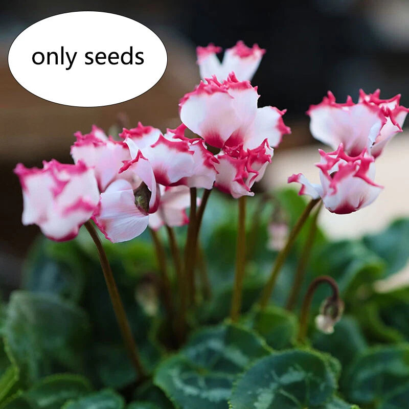 Cyclamen Seeds Cyclamen Bisous Mix Flower Seeds - Colorful Flower